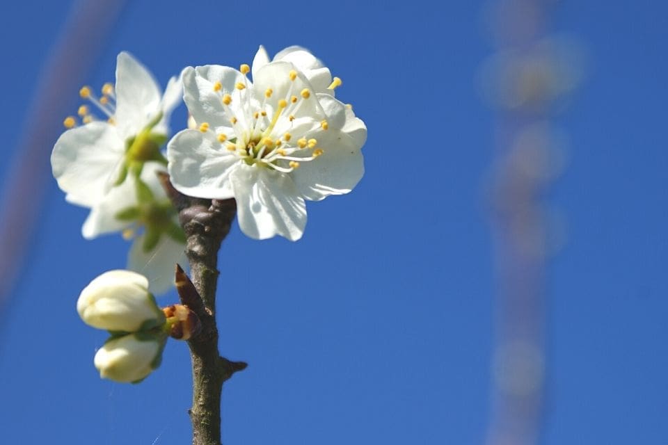 bloesema-min